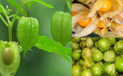 Đặc điểm hình dáng và màu sắc độc đáo của trái thù lù Nam Mỹ