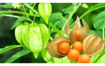 Nguồn gốc và giá trị của Thù Lù Nam Mỹ 