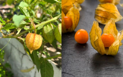 Địa chỉ mua sỉ trái thù lù Nam mỹ giá rẻ, chất lượng