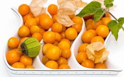Tìm Hiểu Giá Trị Dinh Dưỡng Thù Lù Nam Mỹ Và Lợi Ích Cho Cơ Thể