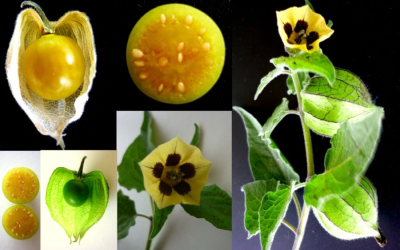 Công dụng của Thù Lù Nam Mỹ trong hỗ trợ điều trị bệnh