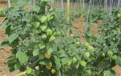 Đặc điểm giống cây tầm bóp Nam Mỹ
