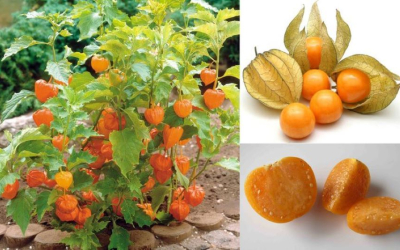 Thù Lù Nam Mỹ Khô Có Tác Dụng Giống Thù Lù Nam Mỹ Tươi Không?