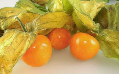 Hương vị độc đáo của thù lù Nam Mỹ trong ẩm thực hiện đại