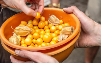 Thù Lù Nam Mỹ Có Thể Ngăn Ngừa Và Trị Bệnh Nào? 