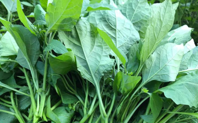 5 bí kíp biến hóa rau tầm bóp thành món ngon dinh dưỡng cho cả nhà