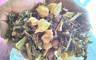 Tầm bóp phơi khô “Thần dược chữa bệnh dân gian”