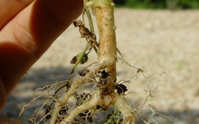 Rễ cây tầm bóp Nam mỹ - Liều Thuốc Tự Nhiên Cho Sức Khỏe
