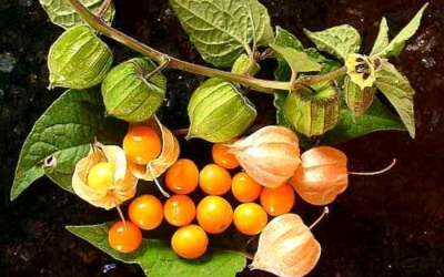 Công dụng và cách ăn thù lù Nam Mỹ tươi bóc vỏ
