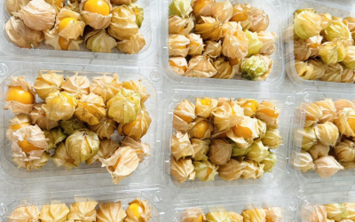 Physalis Và Những Lợi Ích Bất Ngờ Đằng Sau