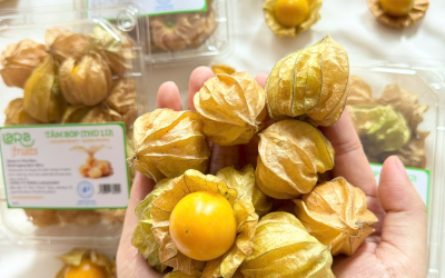 Chính sách về dịch vụ