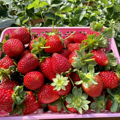 Dâu tây tươi Đà Lạt giống Nhật Sky - CÔNG TY TNHH LARAFARM