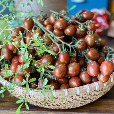 Cà chua socola VietGAP - CÔNG TY TNHH LARAFARM