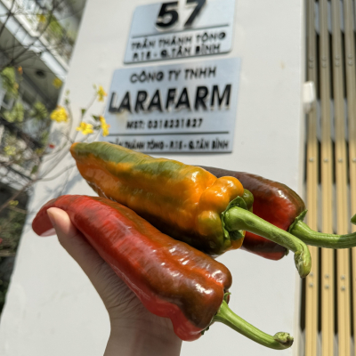 Ớt Palermo size VIP  CÔNG TY TNHH LARAFARM