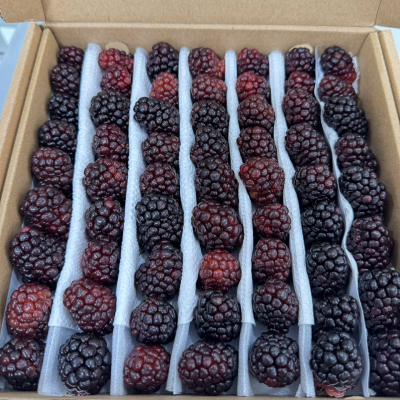 Phúc bồn tử - Mâm xôi đen Đà Lạt  (Fresh Blackberry) hộp 500g - CÔNG TY TNHH LARAFARM