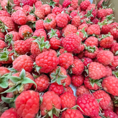Phúc bồn tử - Mâm xôi đỏ tươi Đà Lạt hộp 500g (Fresh Raspberry)- CÔNG TY TNHH LARAFARM