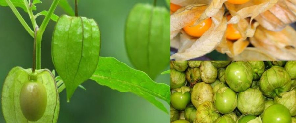 Đặc điểm hình dáng và màu sắc độc đáo của trái thù lù Nam Mỹ