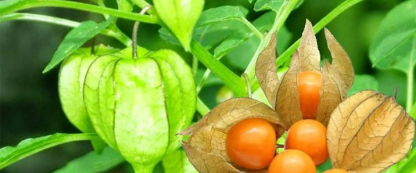 Nguồn gốc và giá trị của Thù Lù Nam Mỹ 