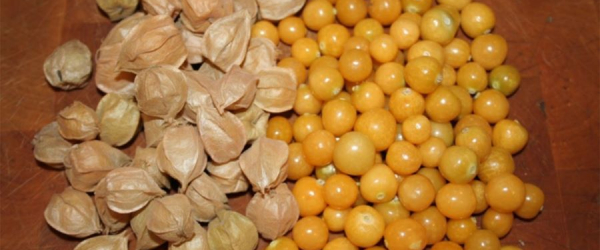 Cách làm mứt Thù Lù Nam Mỹ trong dịp Tết 