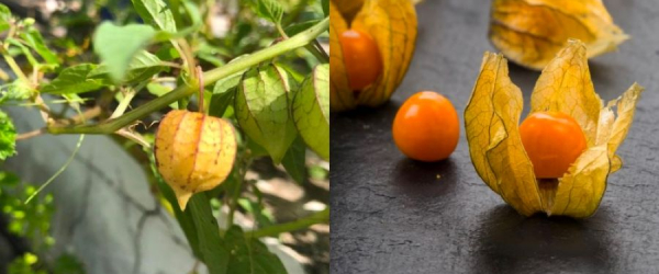 Địa chỉ mua sỉ trái thù lù Nam mỹ giá rẻ, chất lượng