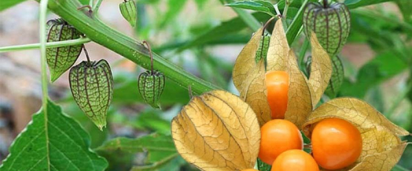 Công dụng và cách sử dụng tầm bóp Nam Mỹ giảm cân