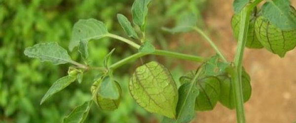 Khám phá cách trồng thù lù nam mỹ ngay tại nhà