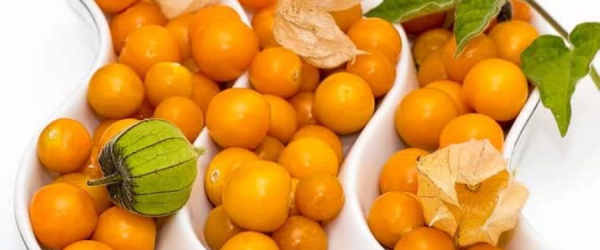 Tìm Hiểu Giá Trị Dinh Dưỡng Thù Lù Nam Mỹ Và Lợi Ích Cho Cơ Thể