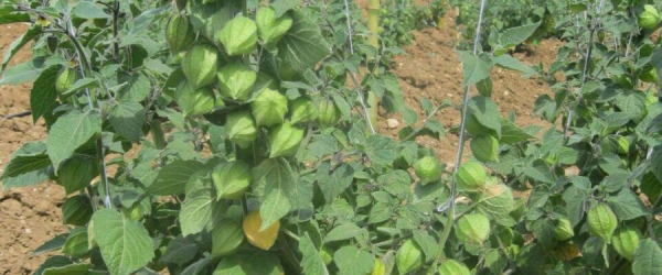 Đặc điểm giống cây tầm bóp Nam Mỹ