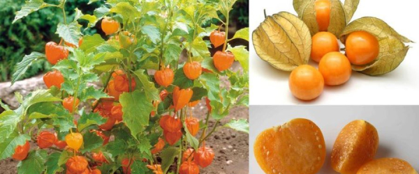 Thù Lù Nam Mỹ Khô Có Tác Dụng Giống Thù Lù Nam Mỹ Tươi Không?