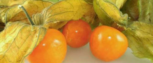 Hương vị độc đáo của thù lù Nam Mỹ trong ẩm thực hiện đại