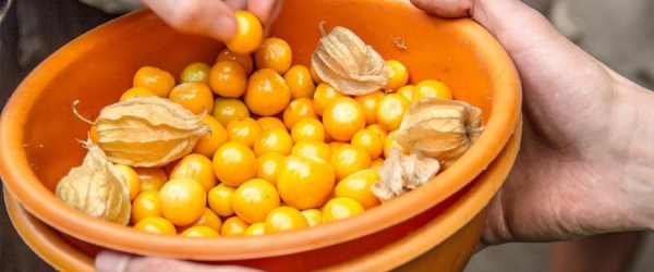 Thù Lù Nam Mỹ Có Thể Ngăn Ngừa Và Trị Bệnh Nào? 