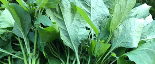 5 bí kíp biến hóa rau tầm bóp thành món ngon dinh dưỡng cho cả nhà