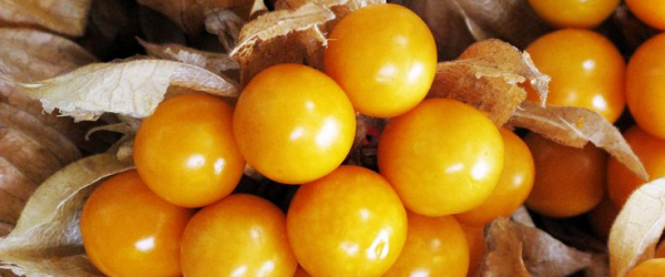 Trái Tầm Bóp Nam Mỹ là trái gì? Giá trị dinh dưỡng có trong tầm bóp Nam Mỹ