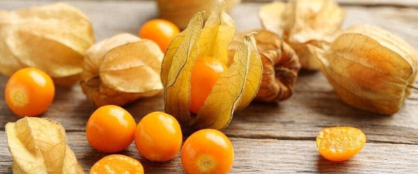 Thù Lù Nam Mỹ có tác dụng giảm cân thật sự không? 