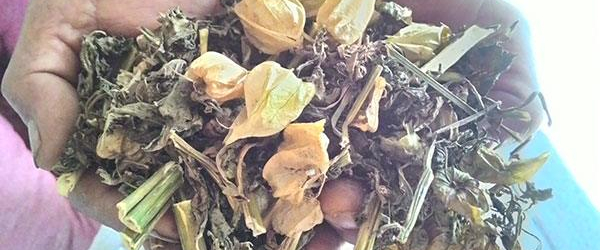 Tầm bóp phơi khô “Thần dược chữa bệnh dân gian”