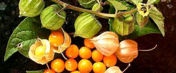 Công dụng và cách ăn thù lù Nam Mỹ tươi bóc vỏ