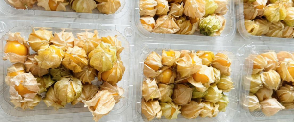 Physalis Và Những Lợi Ích Bất Ngờ Đằng Sau